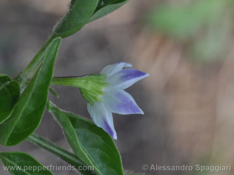 habanero-orange-devil_001_fiore_02.jpg