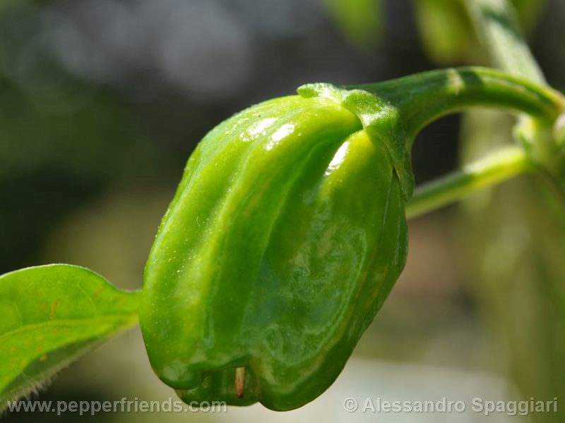 habanero-orange-devil_001_frutto_01.jpg