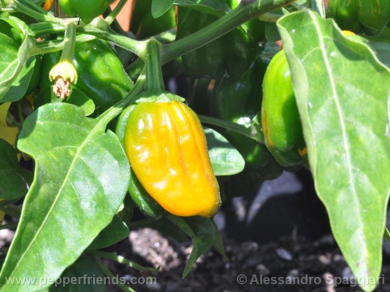 habanero-orange-devil_001_frutto_02.jpg