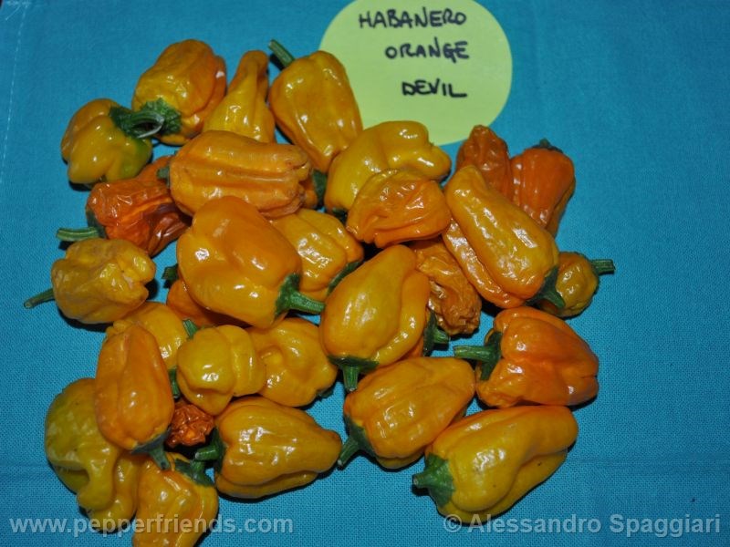 https://www.pepperfriends.org/uploads/habanero-orange-devil/001/habanero-orange-devil_001_frutto_03.jpg