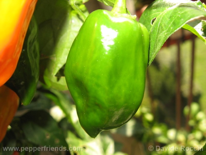 habanero-orange_001_frutto_01.jpg