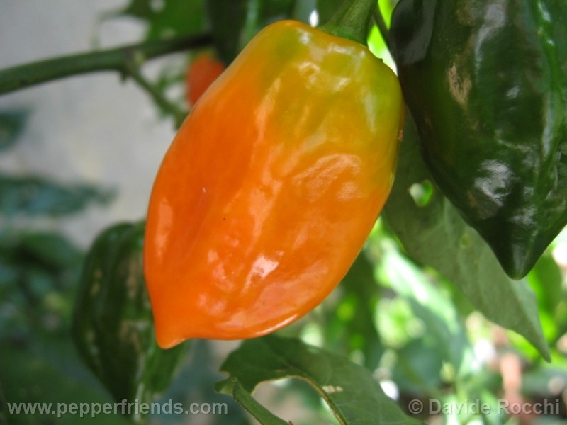 habanero-orange_001_frutto_02.jpg