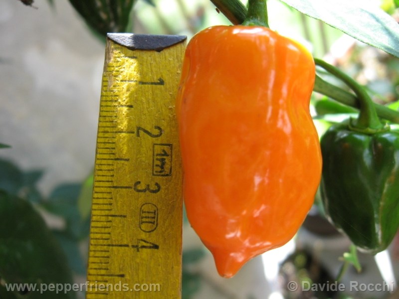 https://www.pepperfriends.org/uploads/habanero-orange/001/habanero-orange_001_frutto_03.jpg