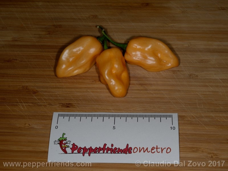 habanero-peach-mex_001_frutto_05.jpg
