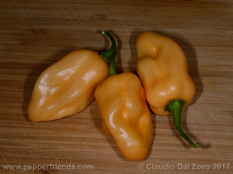 habanero-peach-mex_001_frutto_06.jpg