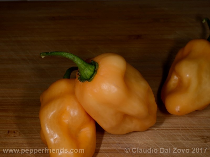https://www.pepperfriends.org/uploads/habanero-peach-mex/001/habanero-peach-mex_001_frutto_07.jpg