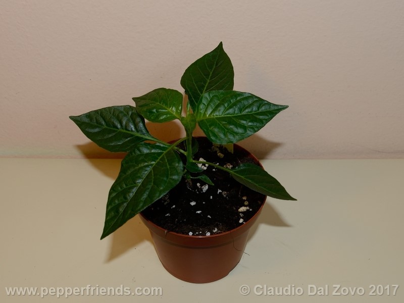 habanero-peach-mex_001_pianta_01.jpg