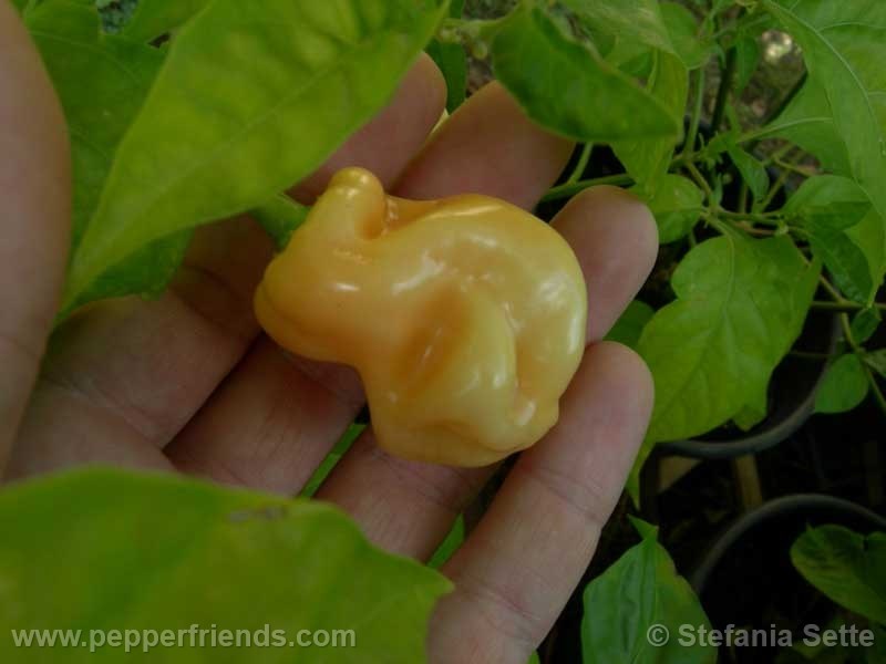 habanero-peach_001_frutto_02.jpg