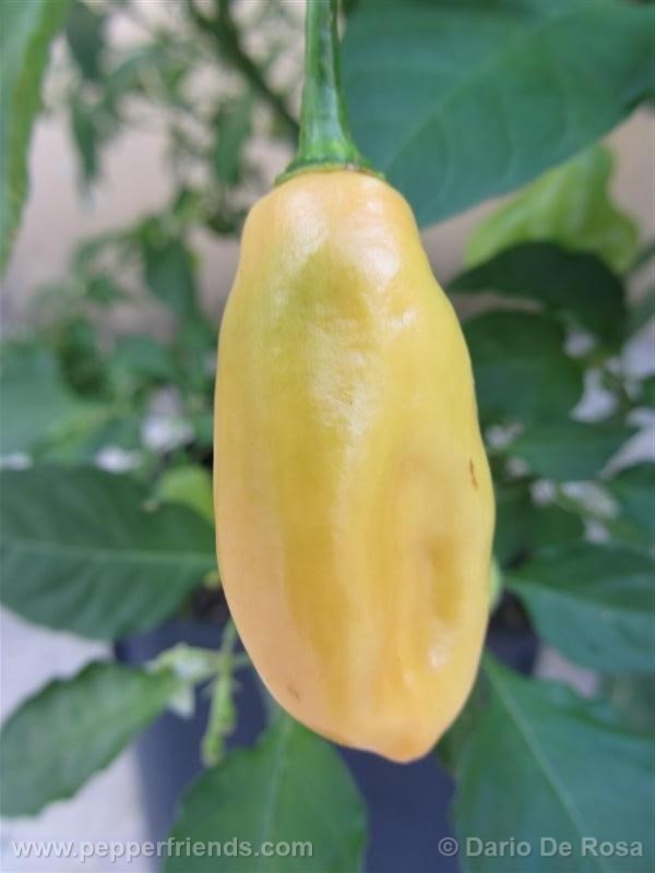 habanero-peach_001_frutto_05.jpg