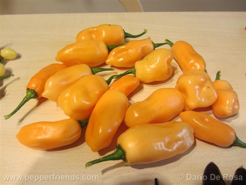 habanero-peach_001_frutto_06.jpg