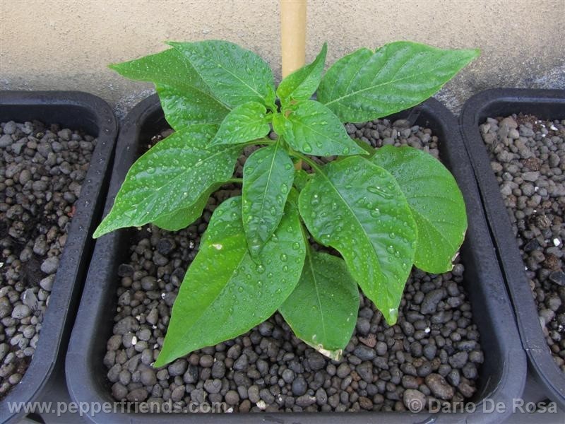 habanero-peach_001_pianta_05.jpg