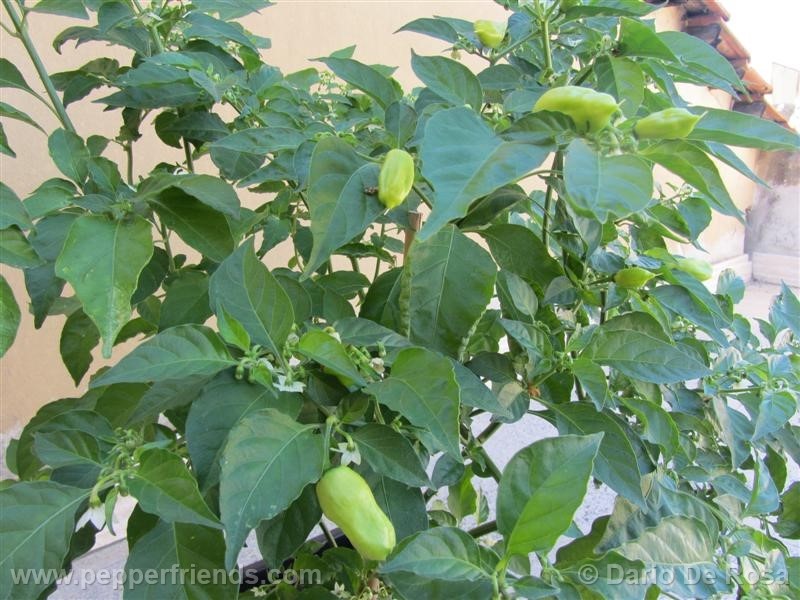 habanero-peach_001_pianta_06.jpg