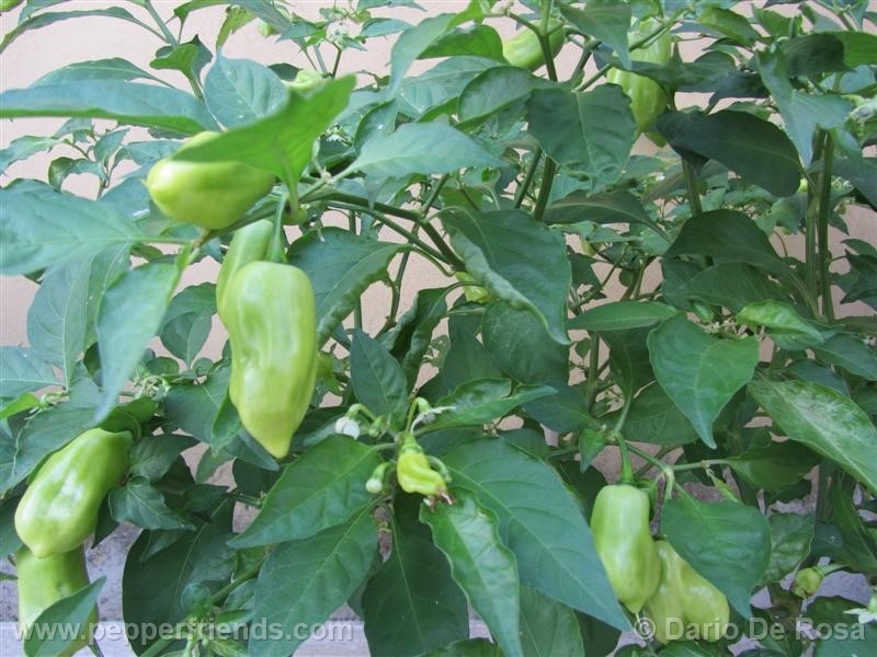 habanero-peach_001_pianta_07.jpg