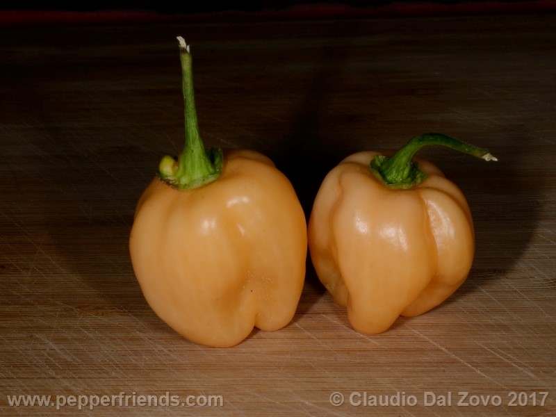 habanero-peach_001_frutto_05.jpg