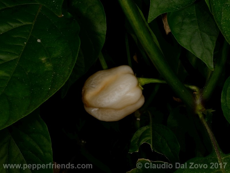 habanero-peach_001_frutto_07.jpg