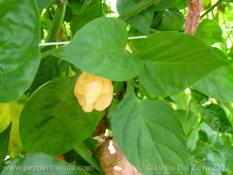 habanero-peach_001_pianta_01.jpg