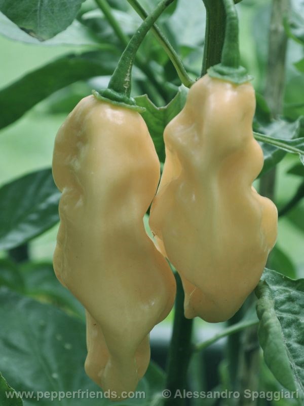 habanero-pink_001_frutto_01.jpg