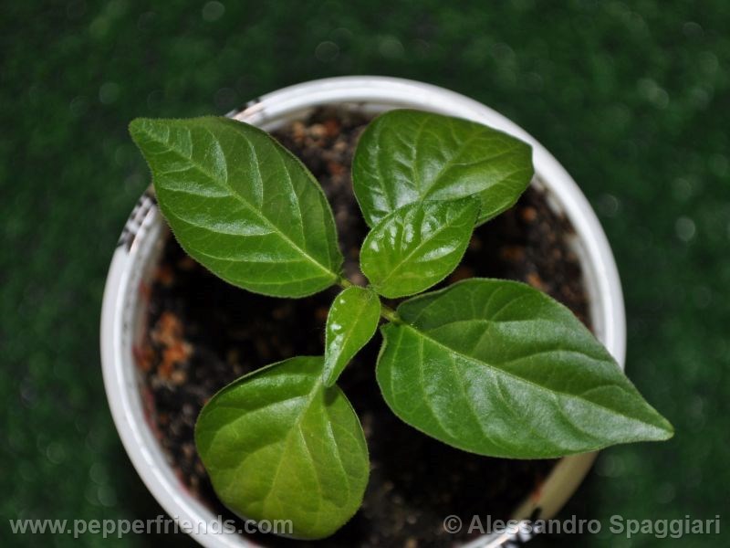 habanero-pink_001_pianta_01.jpg