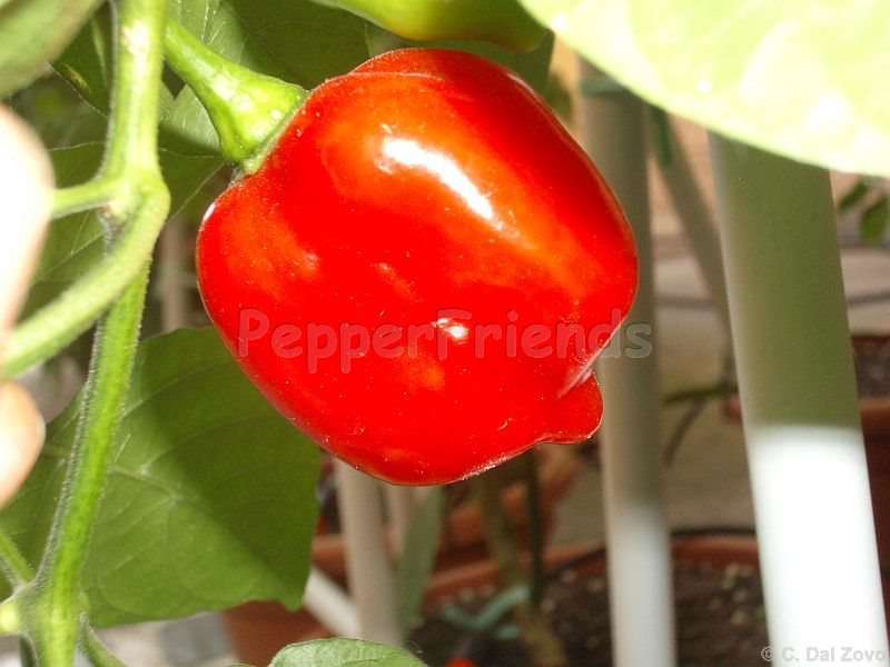 habanero-red-savina_001_frutto_01.jpg