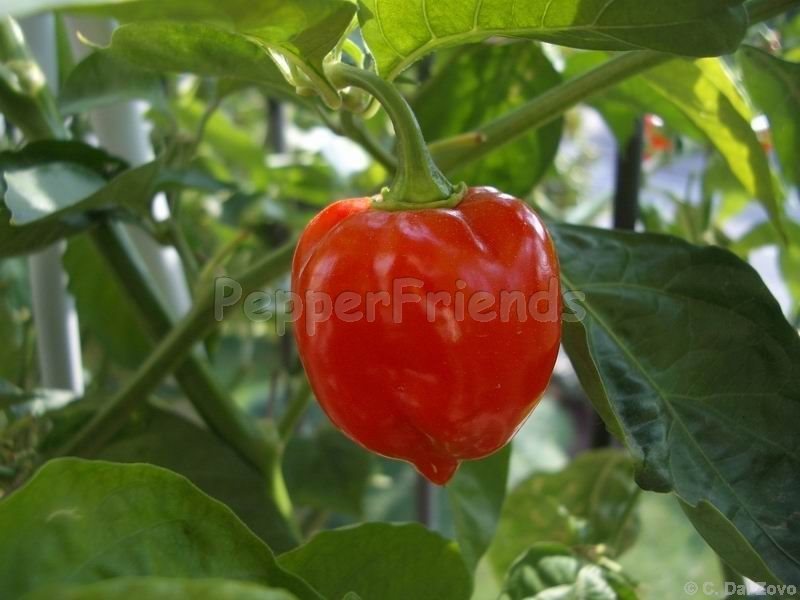 https://www.pepperfriends.org/uploads/habanero-red-savina/001/habanero-red-savina_001_frutto_03.jpg