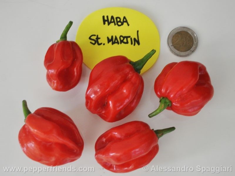 Habanero St. Martin