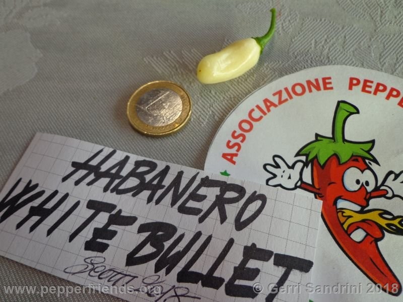 habanero-white-bullet_003_20_DSC07238.jpg