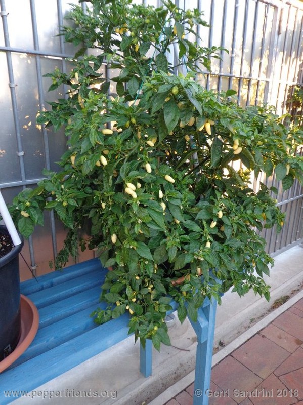 habanero-white-bullet_003_22_DSC07256.jpg