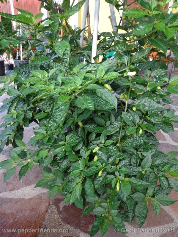 habanero-white-bullet_003_3_DSC06342.jpg