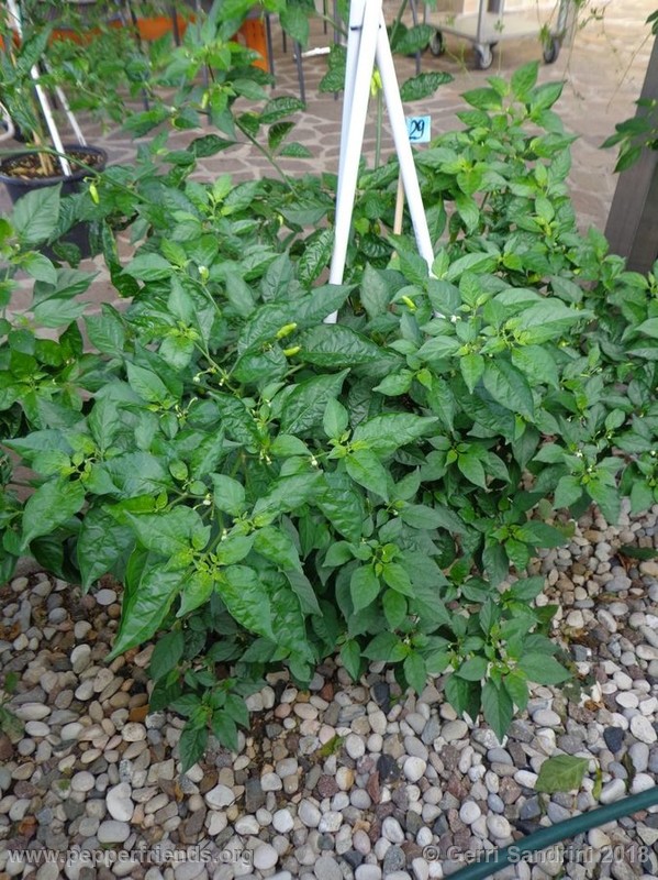 habanero-white-bullet_003_4_DSC06345.jpg