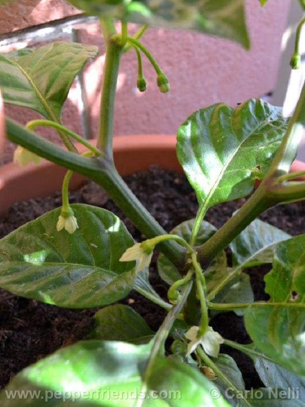 habanero-white-giant_001_fiore_01.jpg