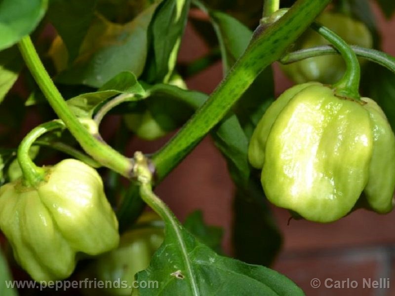 habanero-white-giant_001_frutto_01.jpg