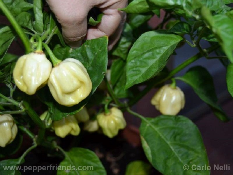 habanero-white-giant_001_frutto_02.jpg