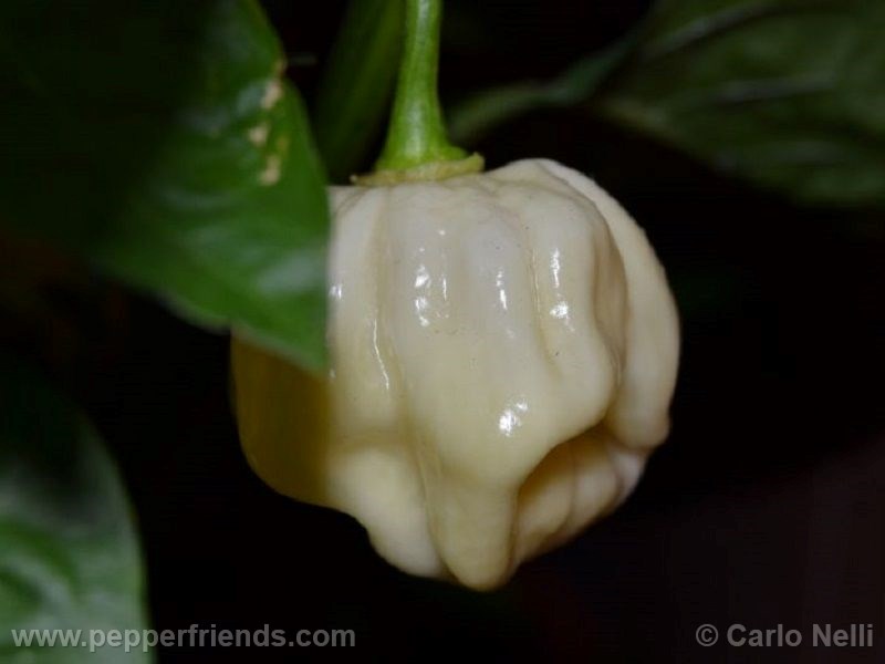 https://www.pepperfriends.org/uploads/habanero-white-giant/001/habanero-white-giant_001_frutto_03.jpg