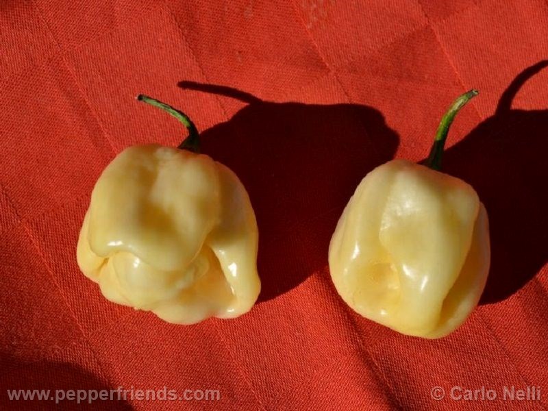 habanero-white-giant_001_frutto_04.jpg