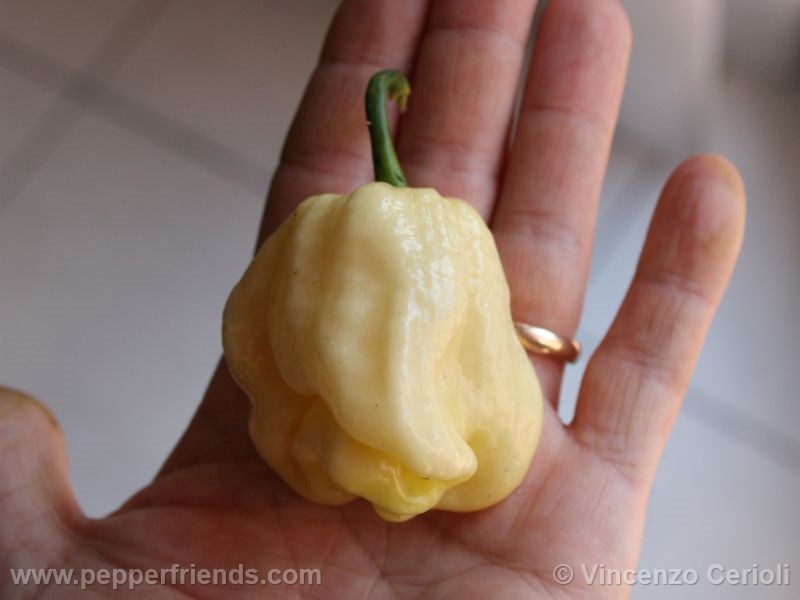 habanero-white-giant_002_frutto_01.jpg