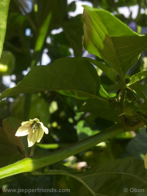 habanero-white-giant_003_fiore_04.jpg