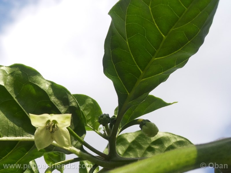 habanero-white-giant_003_fiore_05.jpg