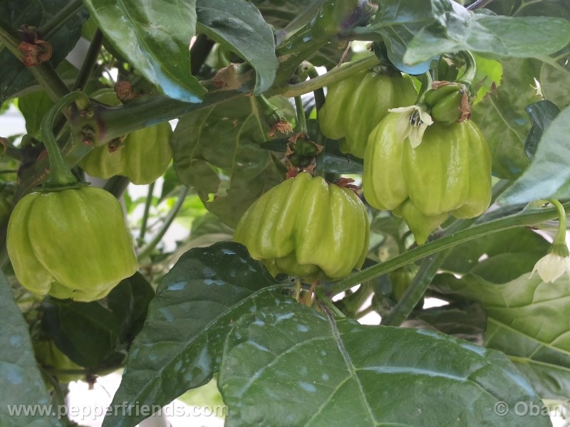 habanero-white-giant_003_frutto_05.jpg