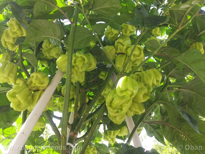 habanero-white-giant_003_frutto_08.jpg