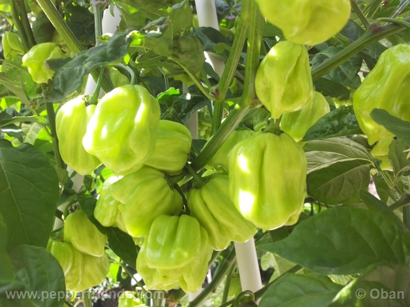 habanero-white-giant_003_frutto_09.jpg