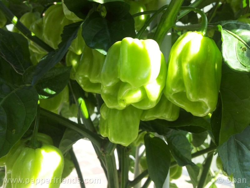 habanero-white-giant_003_frutto_11.jpg