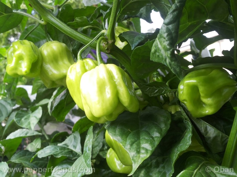 habanero-white-giant_003_frutto_12.jpg