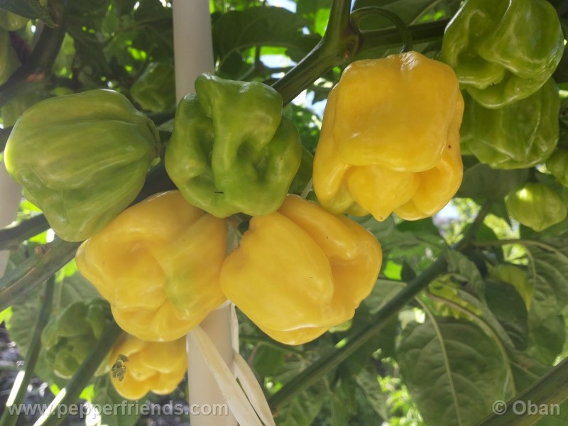 habanero-white-giant_003_frutto_14.jpg