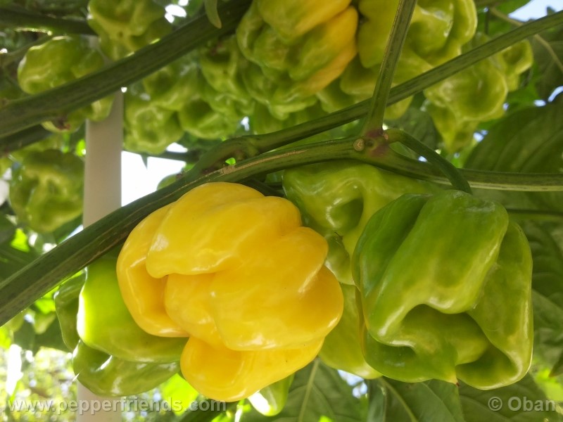 habanero-white-giant_003_frutto_15.jpg