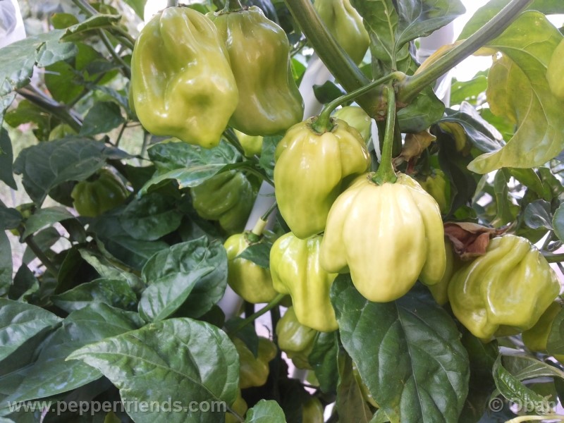 habanero-white-giant_003_frutto_16.jpg