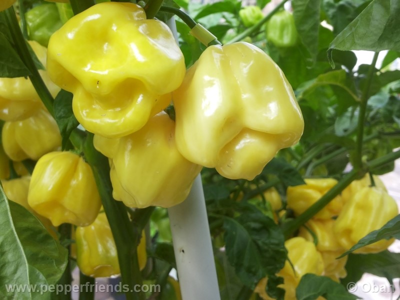 habanero-white-giant_003_frutto_18.jpg