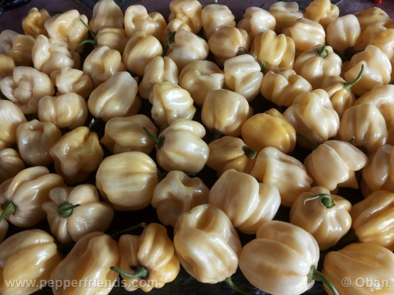 habanero-white-giant_003_frutto_22.jpg