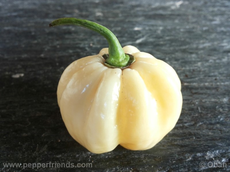 habanero-white-giant_003_frutto_25.jpg