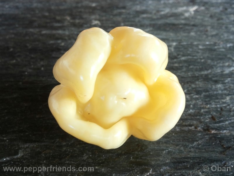 habanero-white-giant_003_frutto_26.jpg