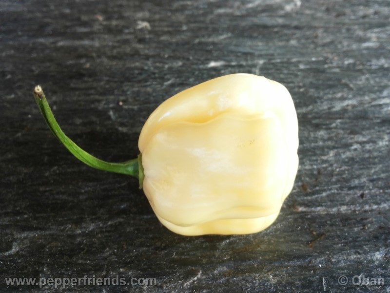 habanero-white-giant_003_frutto_27.jpg